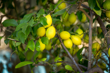 成熟的柠檬树上挂着的特写镜头