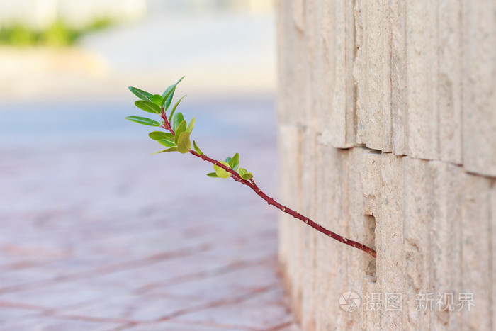 从石墙向上生长的植物