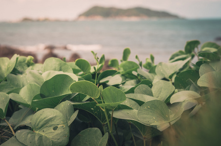 绿色的植物和海洋自然景观复古