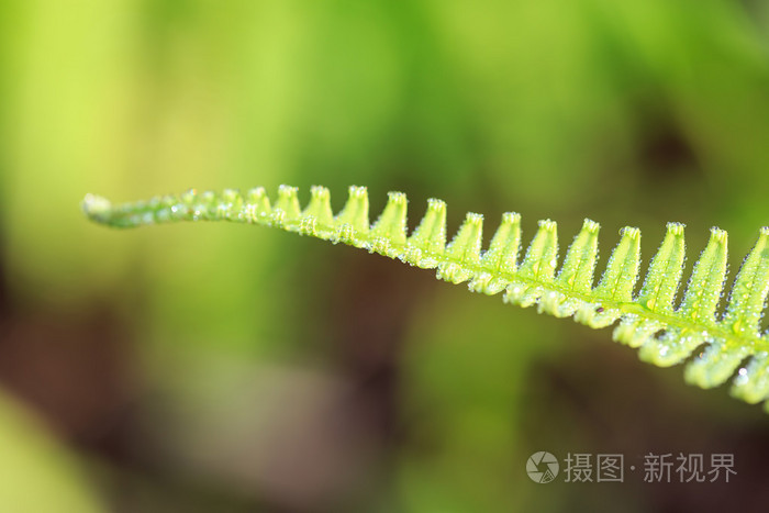 新鲜绿色蕨类植物