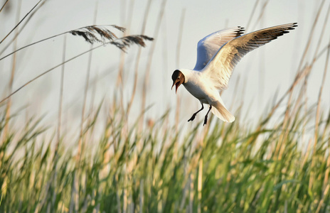 黑头鸥Larus Ridibundus