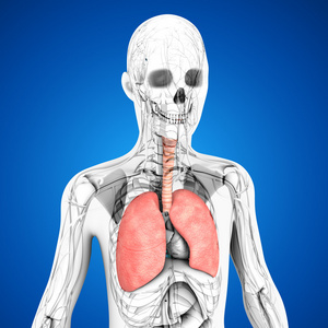 人类肺部解剖