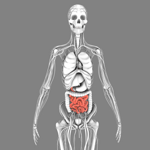 小肠解剖