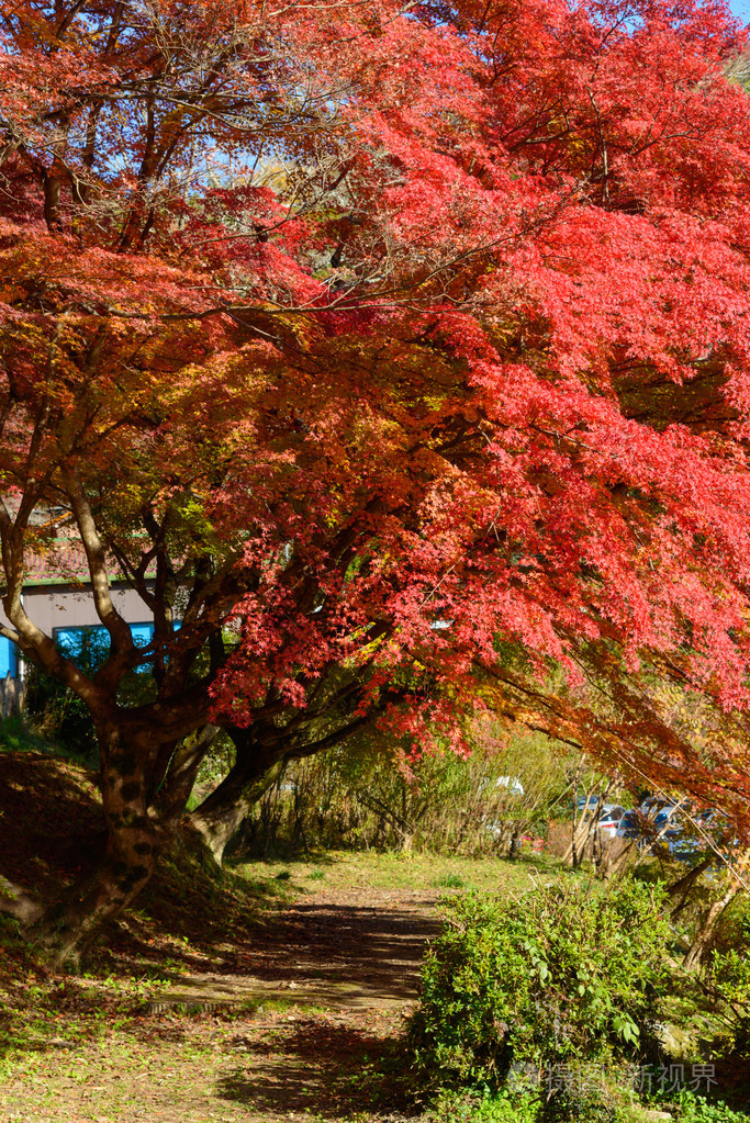 在korankei,日本爱知县的秋叶