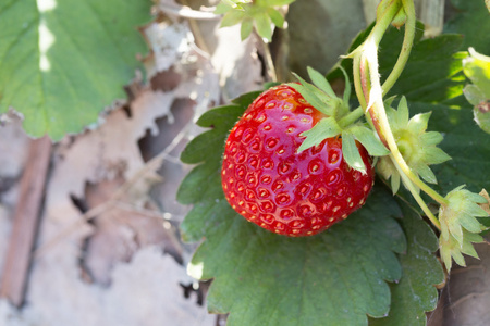 红草莓果实在农业领域林