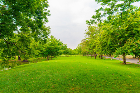 绿色的草坪,与曼谷市公园里的树木照片