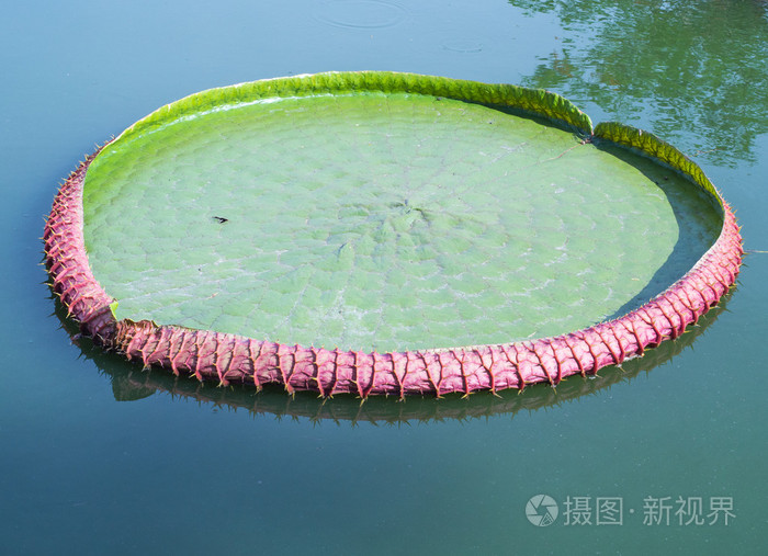 绿色大荷叶在水面之上