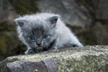 只小猫