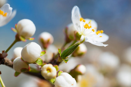 春天盛开的白色春天花朵