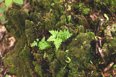 森林里的苔藓