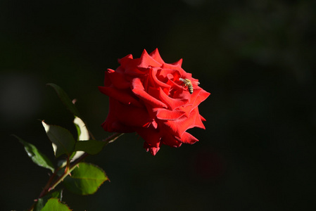 花蜜蜂图片