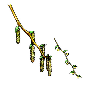 Inflorescentia amentum。植物学