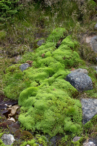 天然青苔地毯