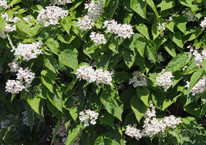 加泰罗尼亚树的花朵