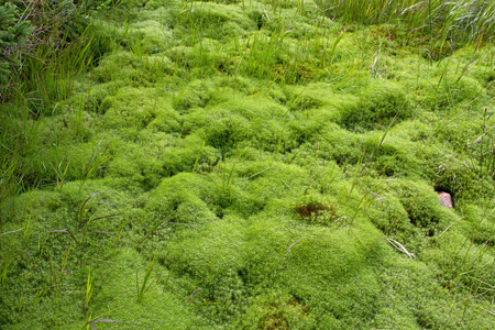 天然青苔地毯