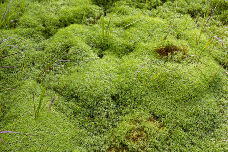 天然青苔地毯