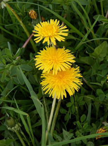 蒲公英植物的黄色花在春天绽放
