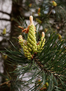 雌花花松树与雄花和雌花在春天照片