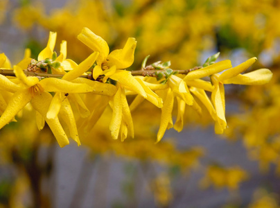 花草观赏灌木与黄色的花