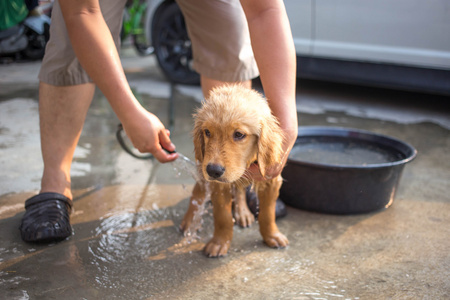 金毛寻回犬获取洗个澡