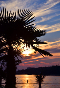 棕榈树为背景，一个美丽的黄昏