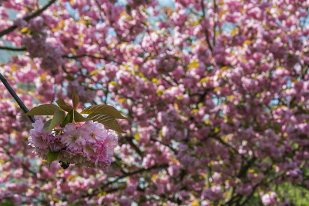 在树上的春天的花朵