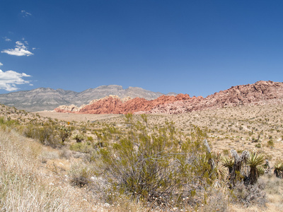 沙漠植被跨越美国内华达沙漠的平坦区域