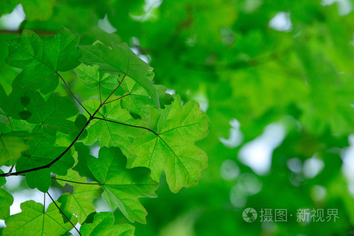 绿色的树叶背景