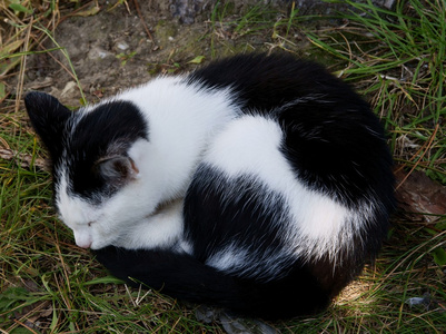 黑色和白色的猫睡觉