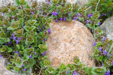 春天的花在石头附近