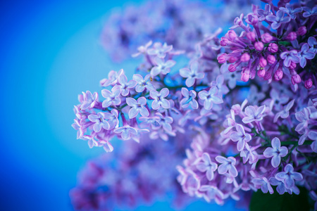 美丽的春天紫丁香