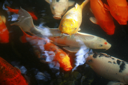 水下热带异国情调的鱼。中国旅游