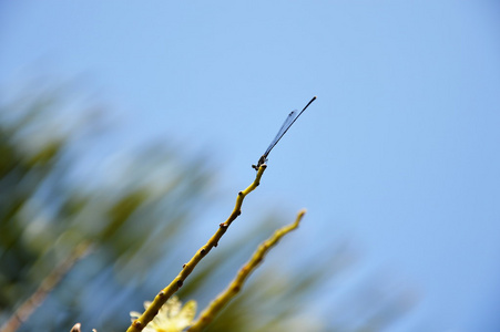 树枝上的蜻蜓别针