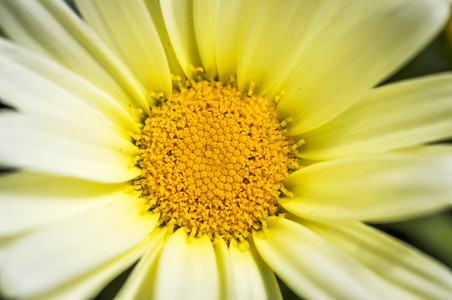 春天，一朵明亮的黄色雏菊花