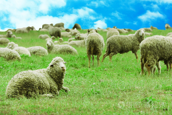 在草地上吃草的羊