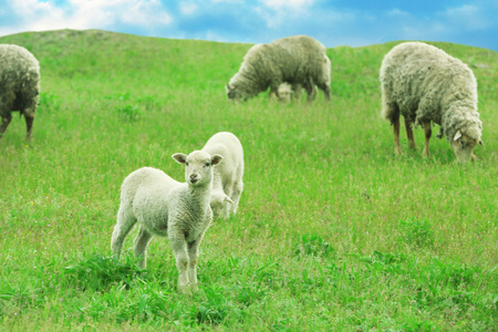 在草地上吃草的羊照片
