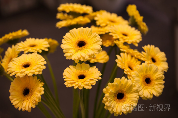 黄太阳菊花花束宏