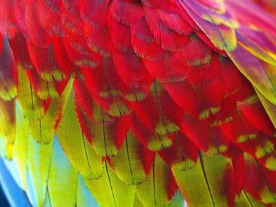 五颜六色的羽毛的鹦鹉的特写