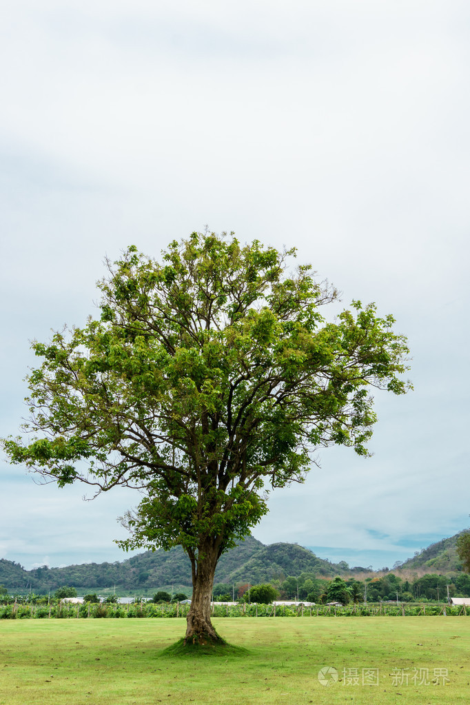 在与山背景的绿色草地上棵孤独的树