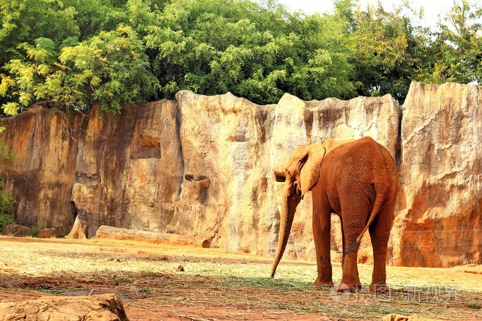 大老在动物园里的大象