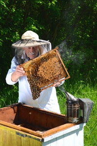 经验丰富的高级养蜂，在养蜂场在春天做检查