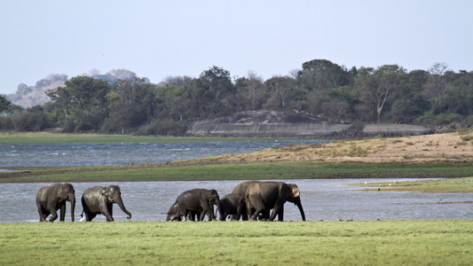 亚洲大象在斯里兰卡的明内里耶图片