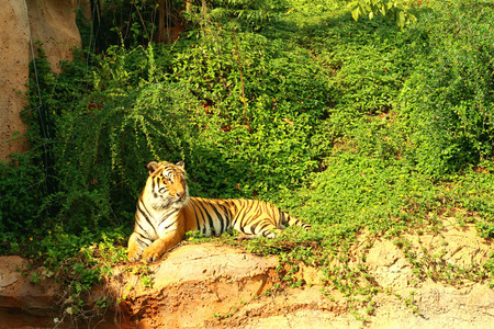 一只老虎在动物园的性质