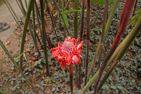 姜红火炬花在马提尼克岛