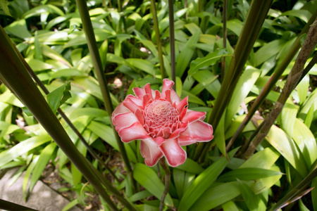 姜红火炬花在马提尼克岛