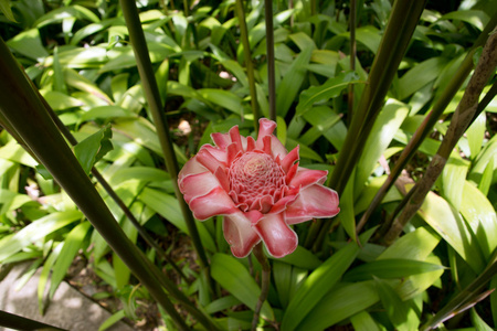 姜红火炬花在马提尼克岛