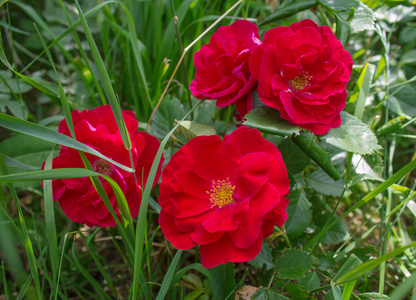 布什红玫瑰特写。花卉与园林