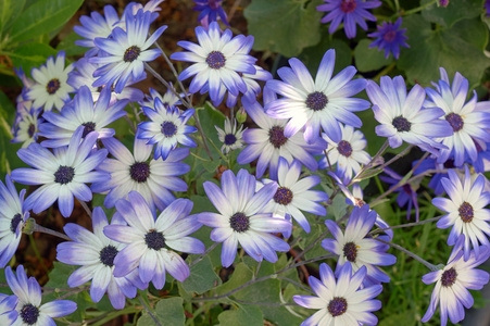 组的在花园里的花 senetti