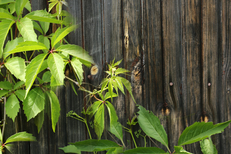 野生葡萄卷曲常春藤的旧老式木材的背景