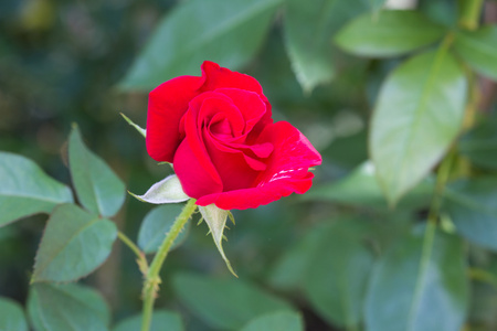 花园里的花玫瑰